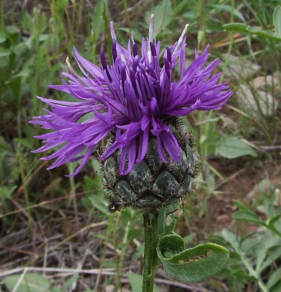 Василек Centaurea Scabiosa - фото 6