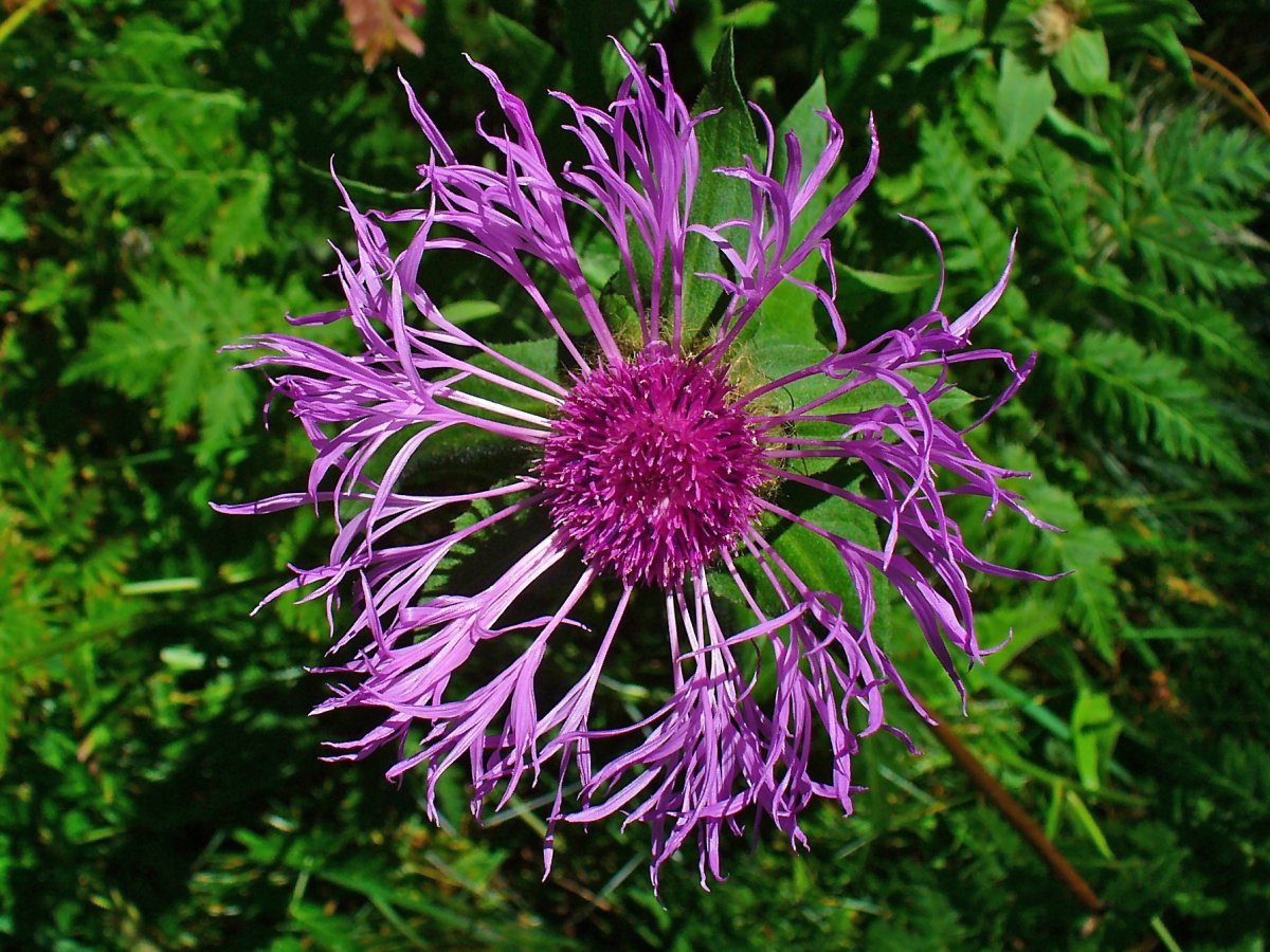 Василек Centaurea Scabiosa - фото 4