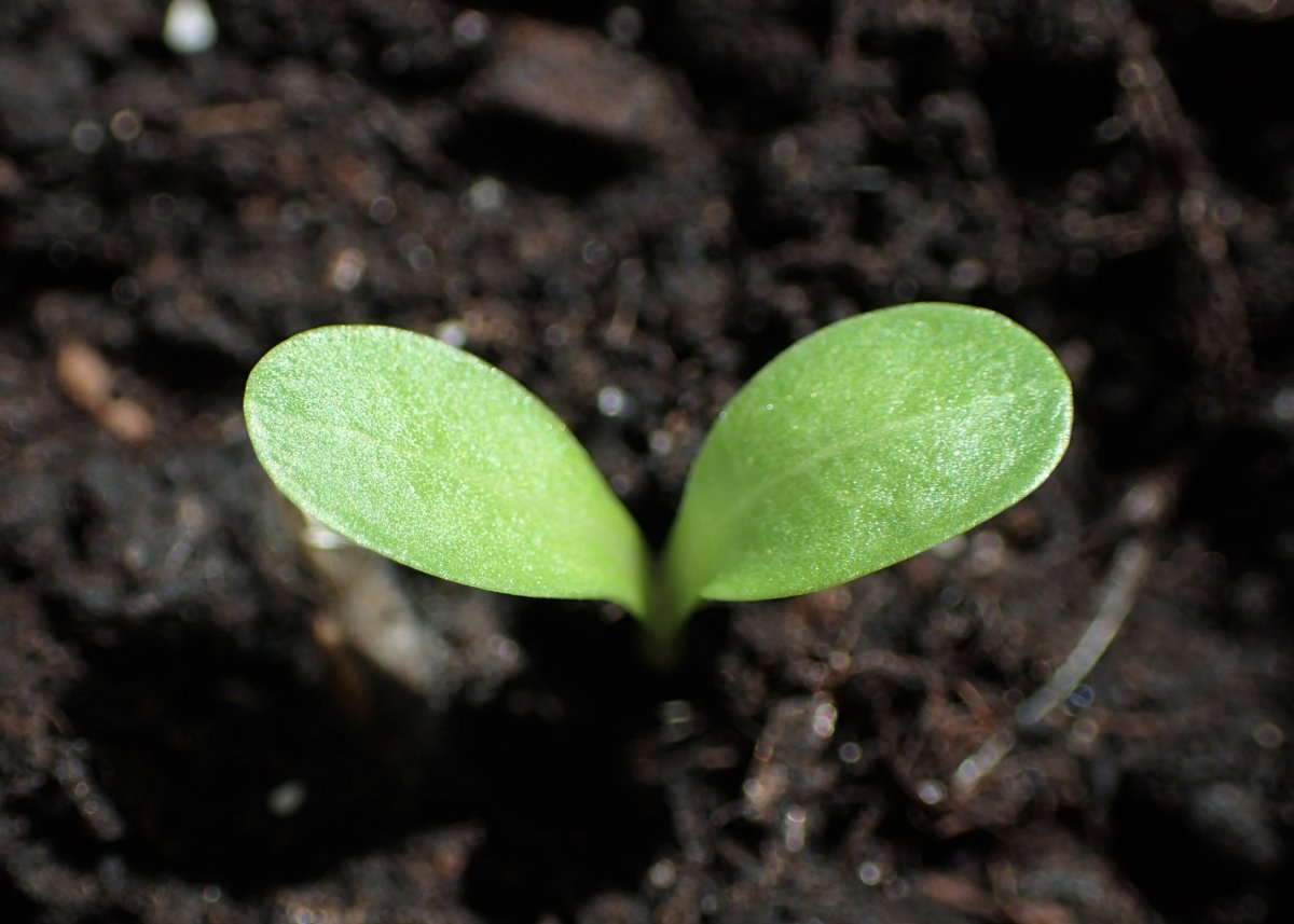 Василек Centaurea Scabiosa - фото 10
