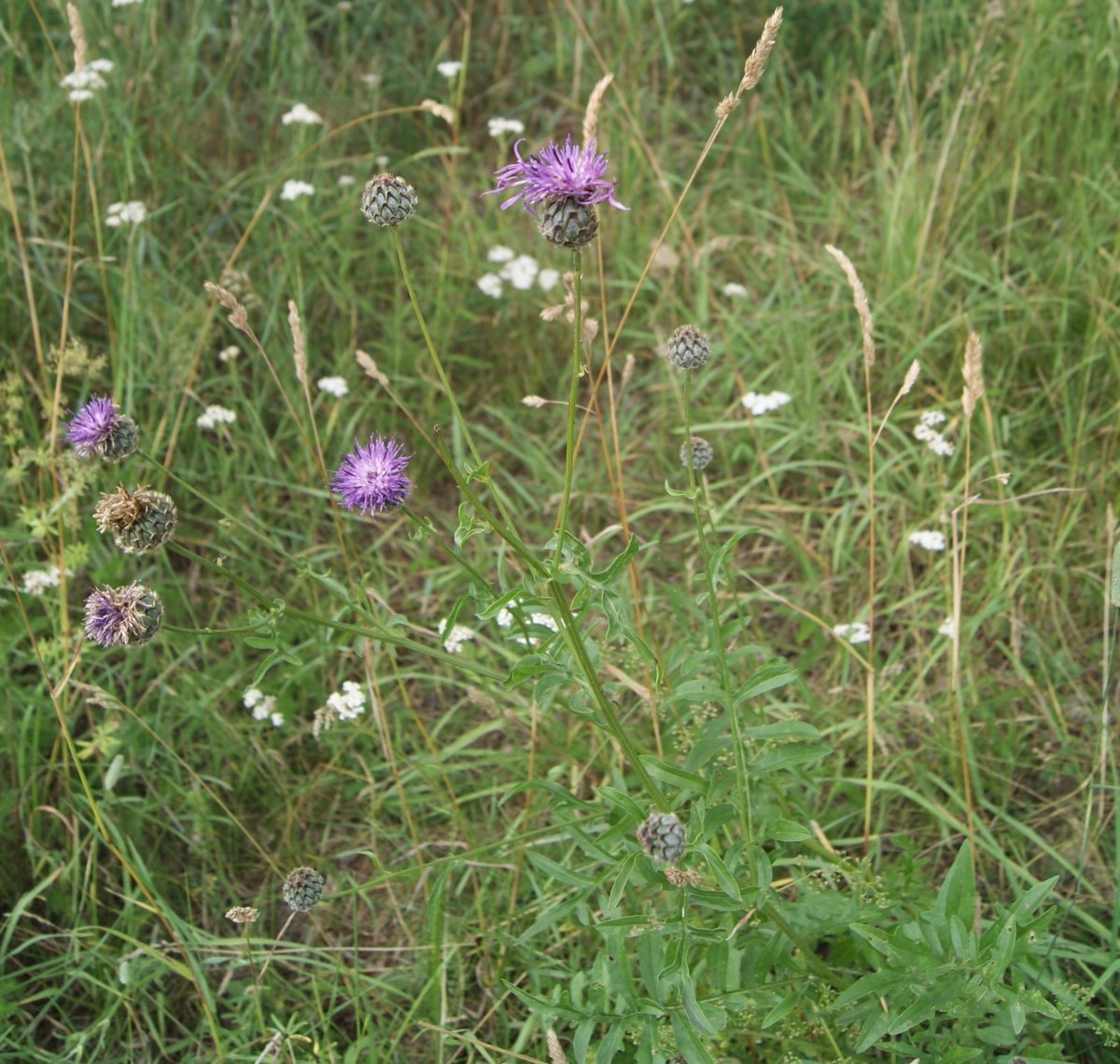 Василек Centaurea Scabiosa - фото 2