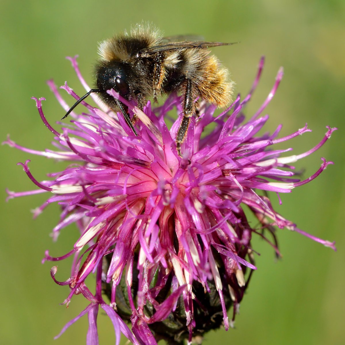 Василек Centaurea Scabiosa