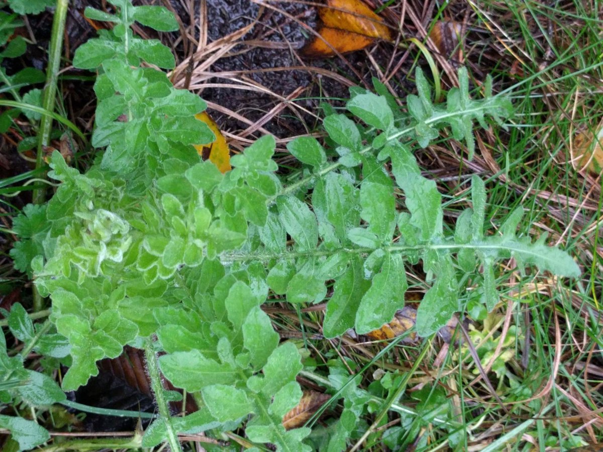 Василек Centaurea Scabiosa - фото 5