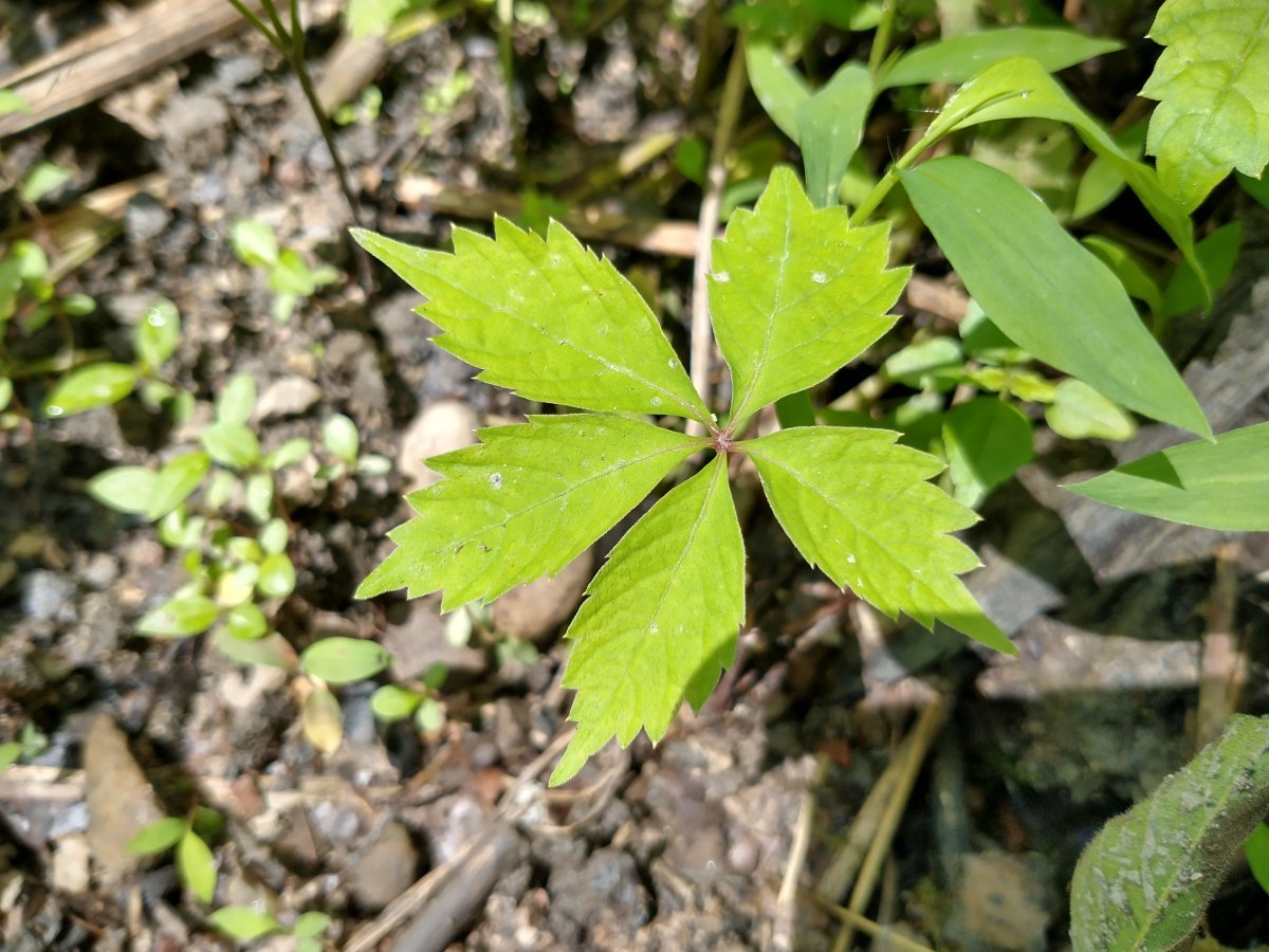 Девичий виноград - фото 8