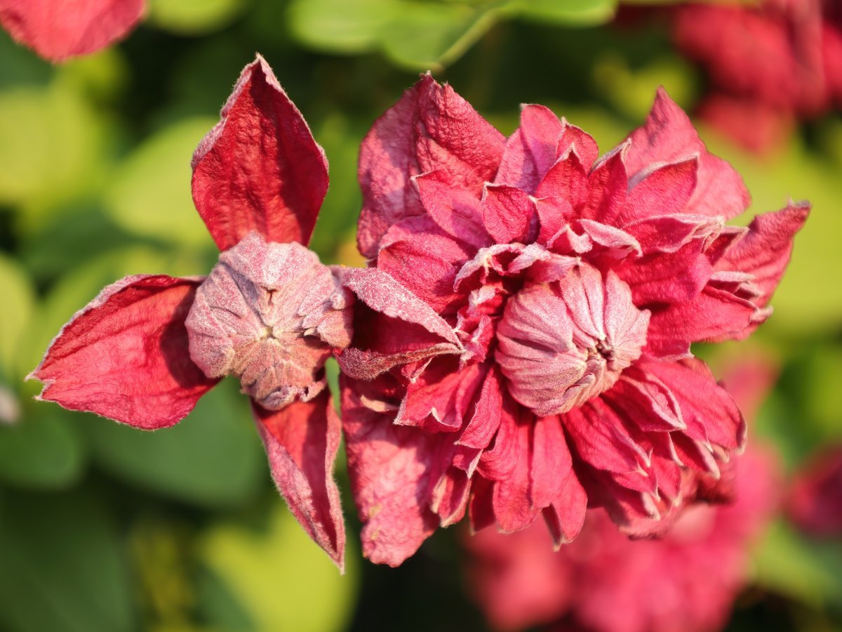 Клематис Пурпуреа Плена Элеганс махровый мелкоцветковый