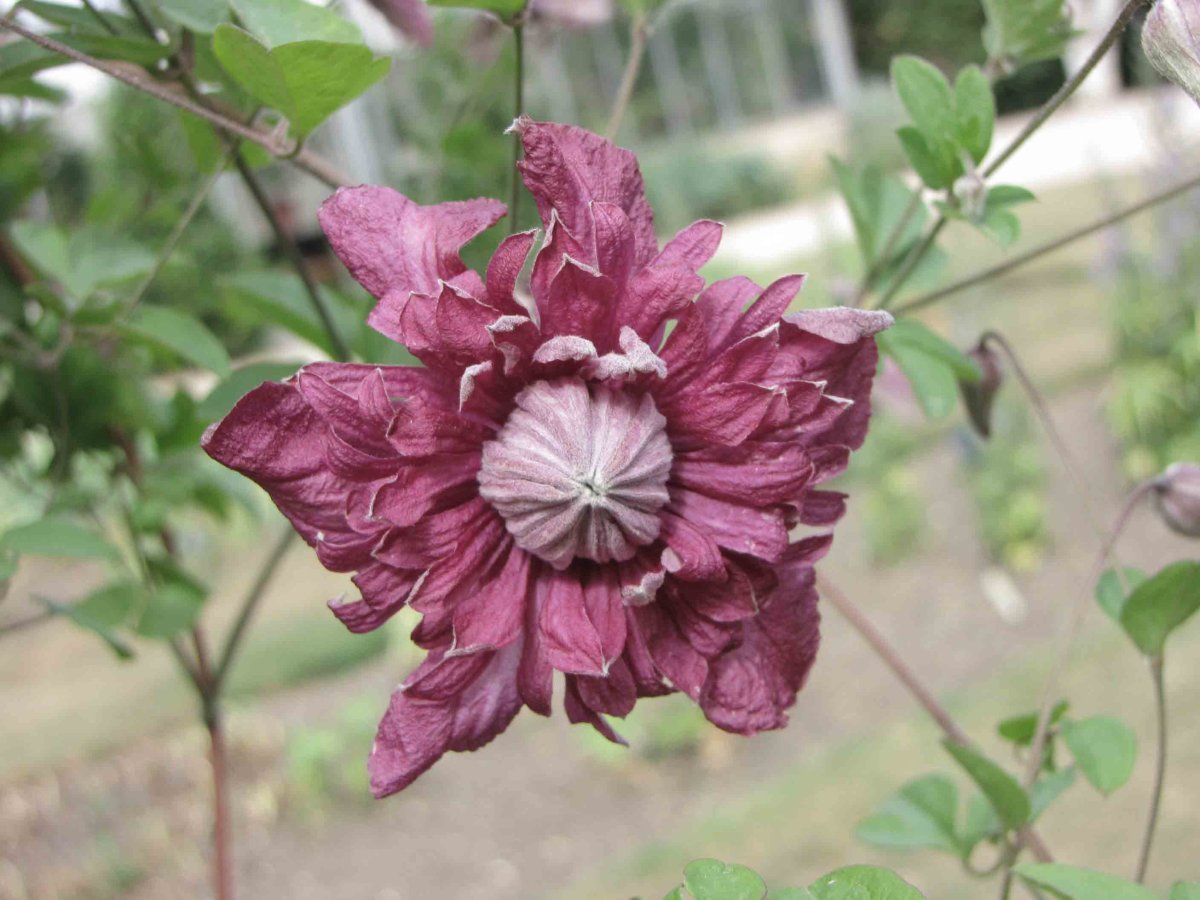 Клематис Пурпуреа Плена Элеганс махровый мелкоцветковый - фото 2