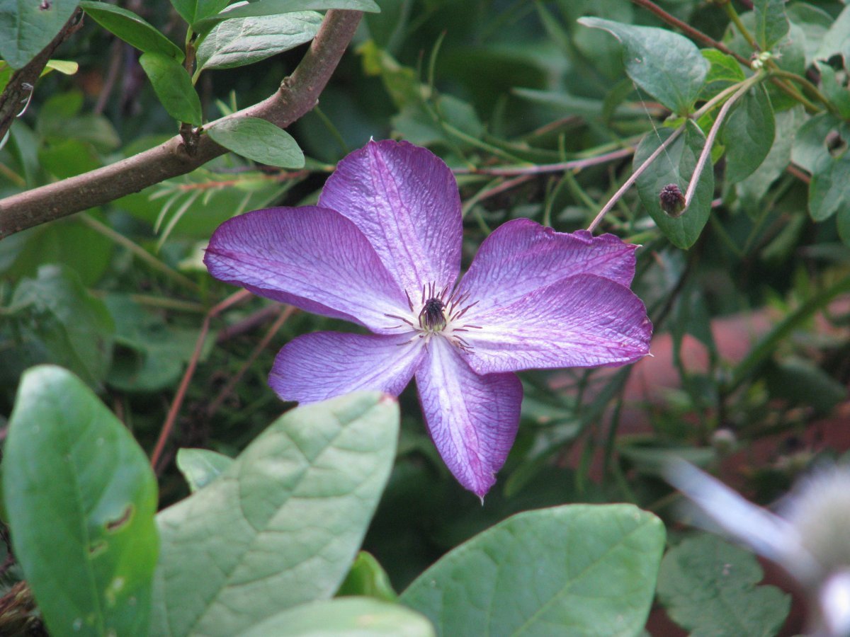 Клематис Веноза Виолацея крупноцветковый - фото 5