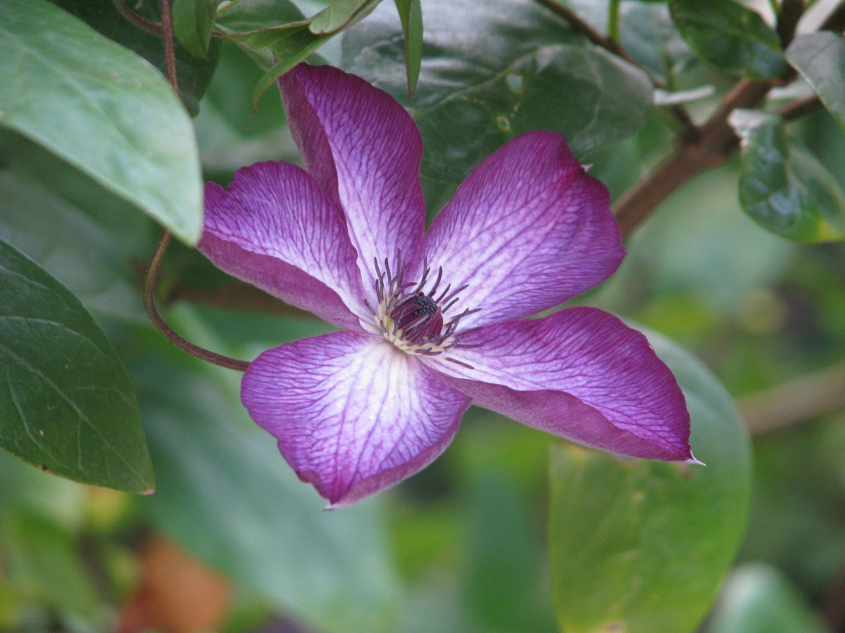 Клематис Веноза Виолацея крупноцветковый - фото 4