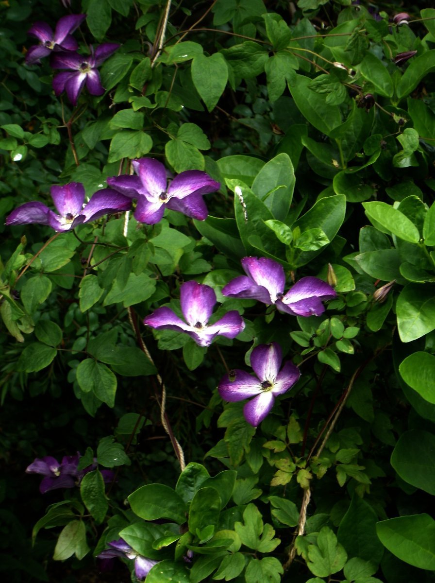 Клематис Веноза Виолацея крупноцветковый - фото 3