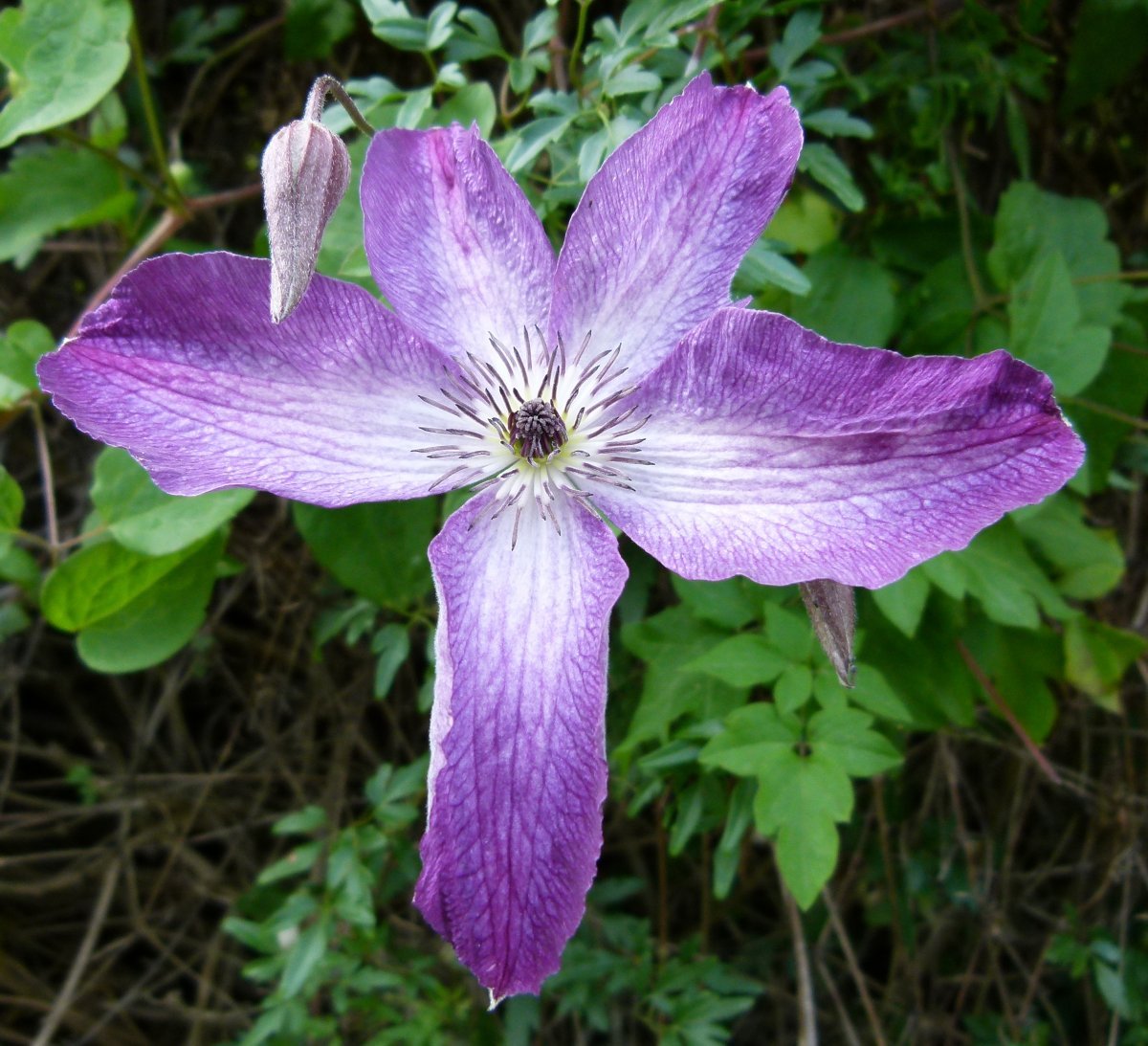 Клематис Веноза Виолацея крупноцветковый