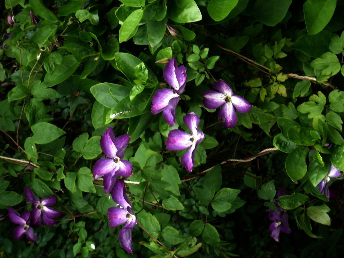 Клематис Веноза Виолацея крупноцветковый - фото 7