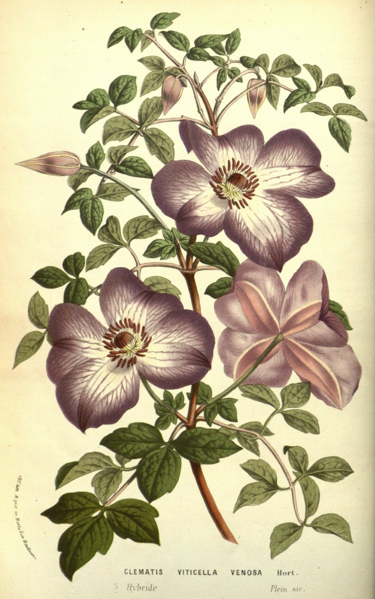 Клематис Веноза Виолацея крупноцветковый - фото 8