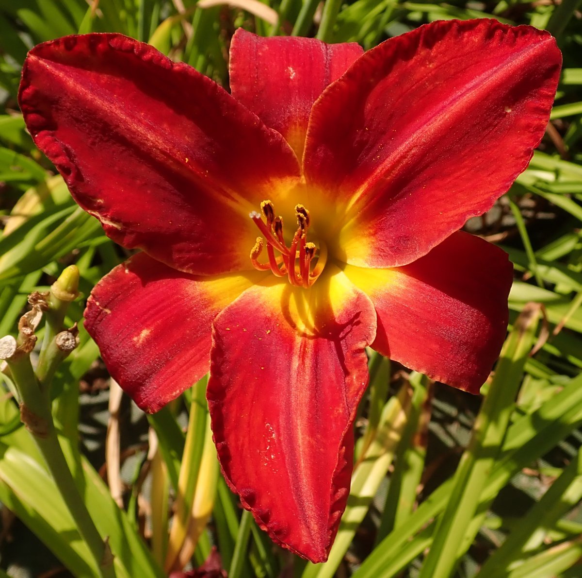 Лилейник Хей Зе - фото 2