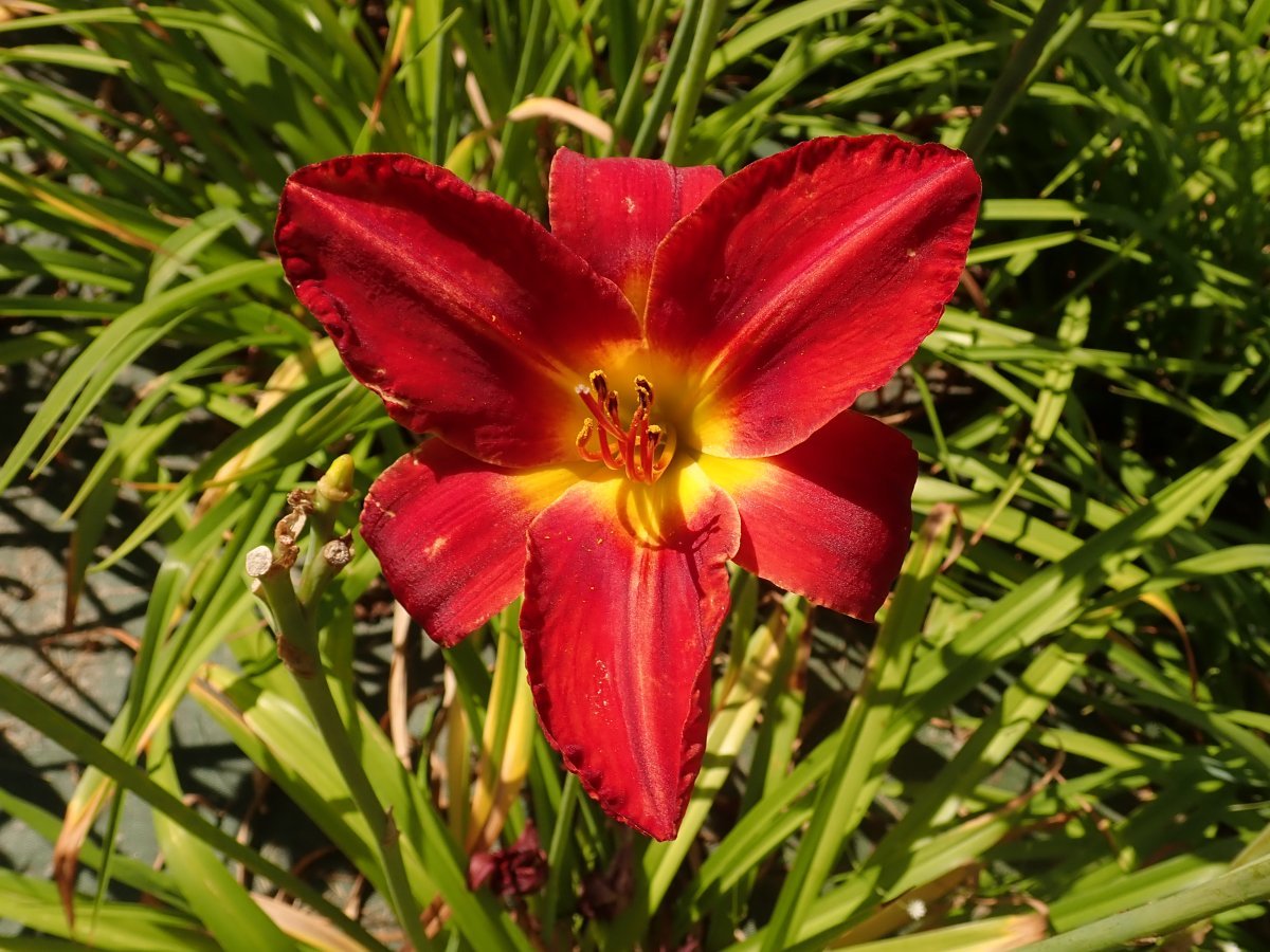 Лилейник Хей Зе