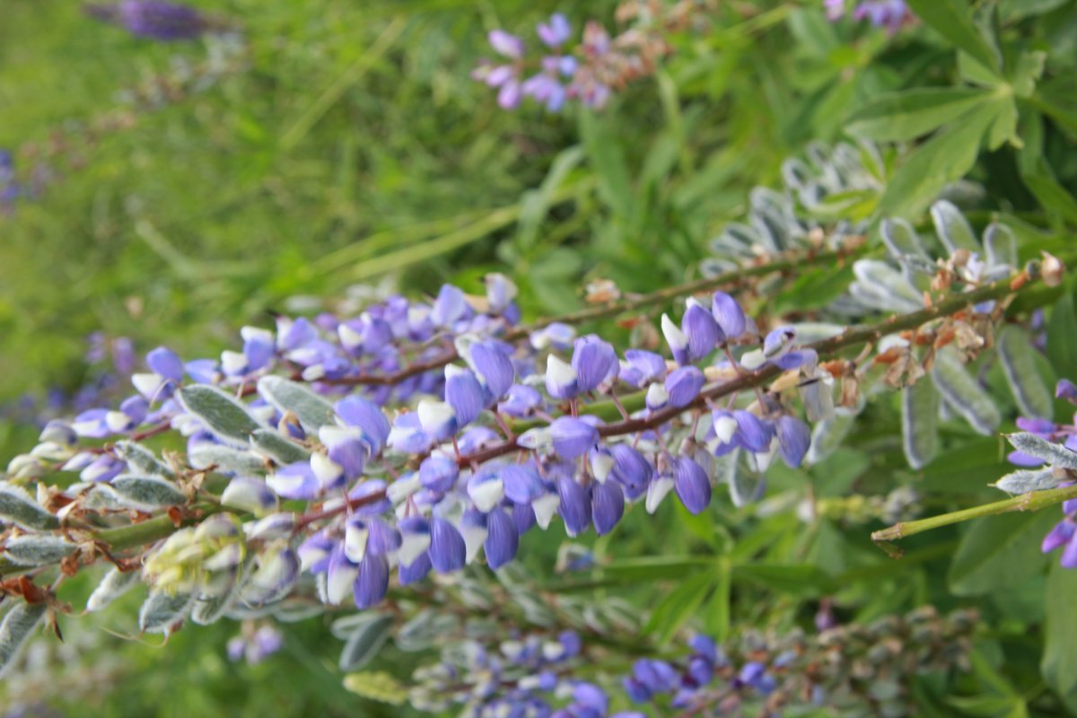 Люпин Blue - фото 7
