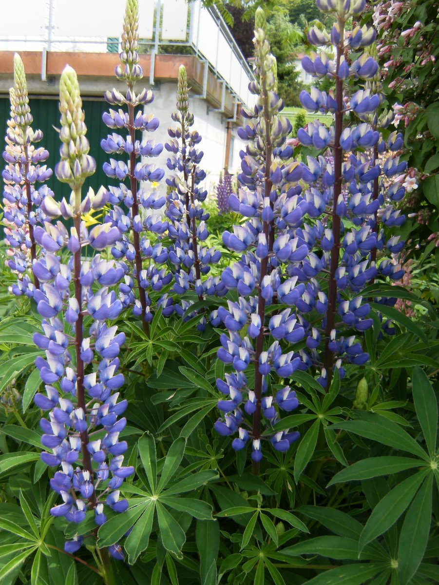 Люпин Blue - фото 4