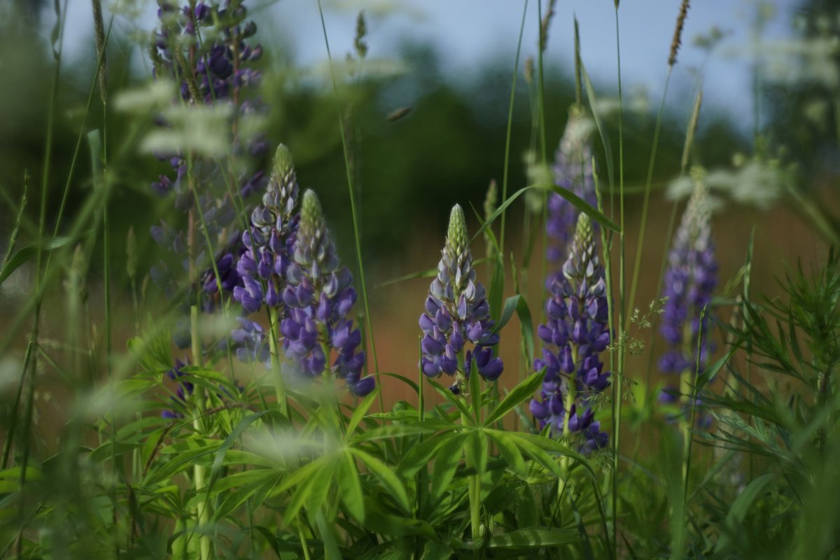 Люпин Blue - фото 2