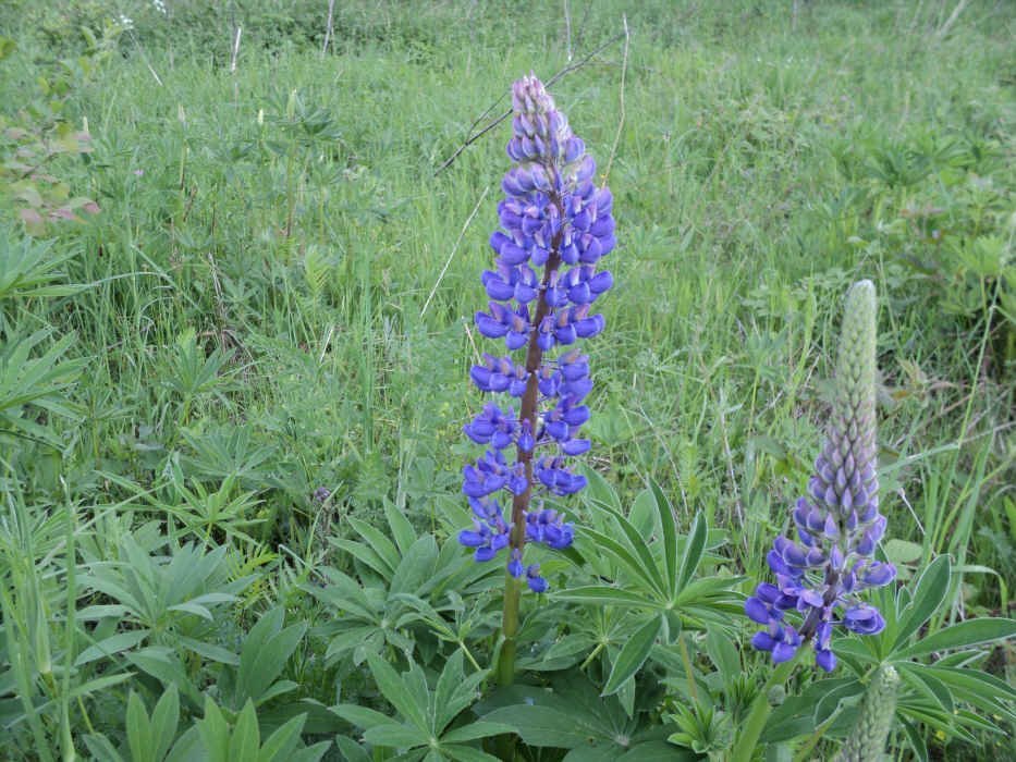 Люпин Blue - фото 3