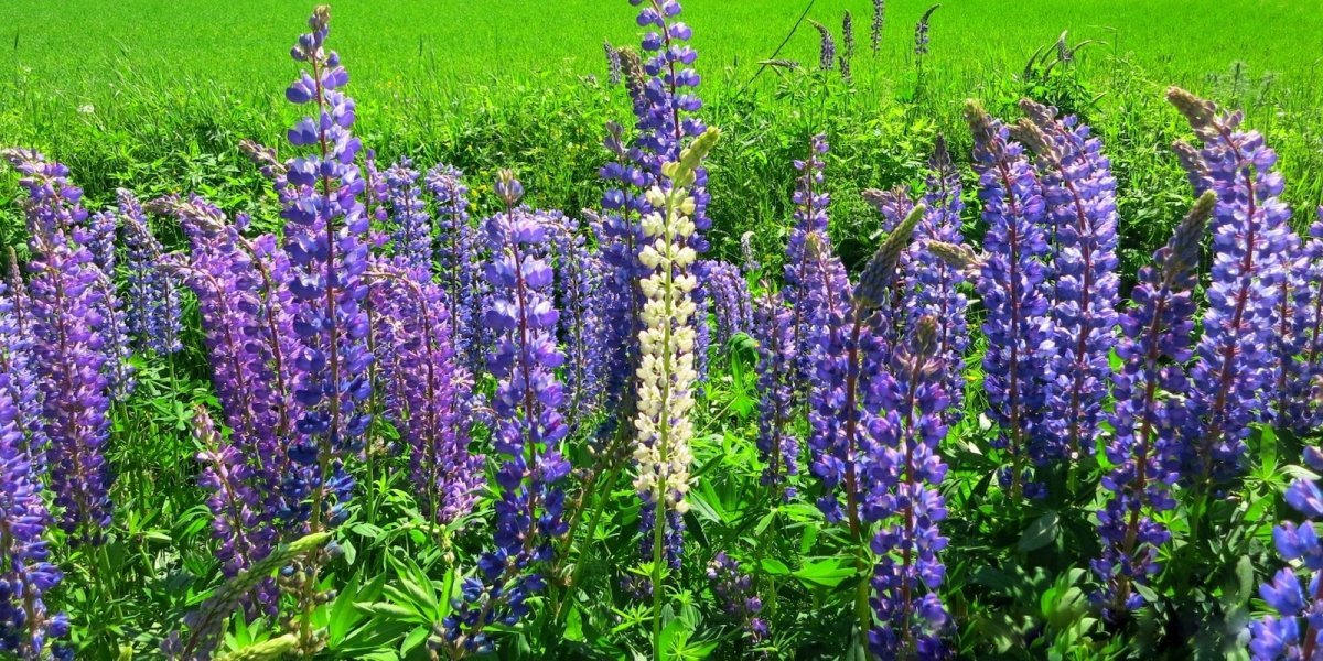 Люпин Blue