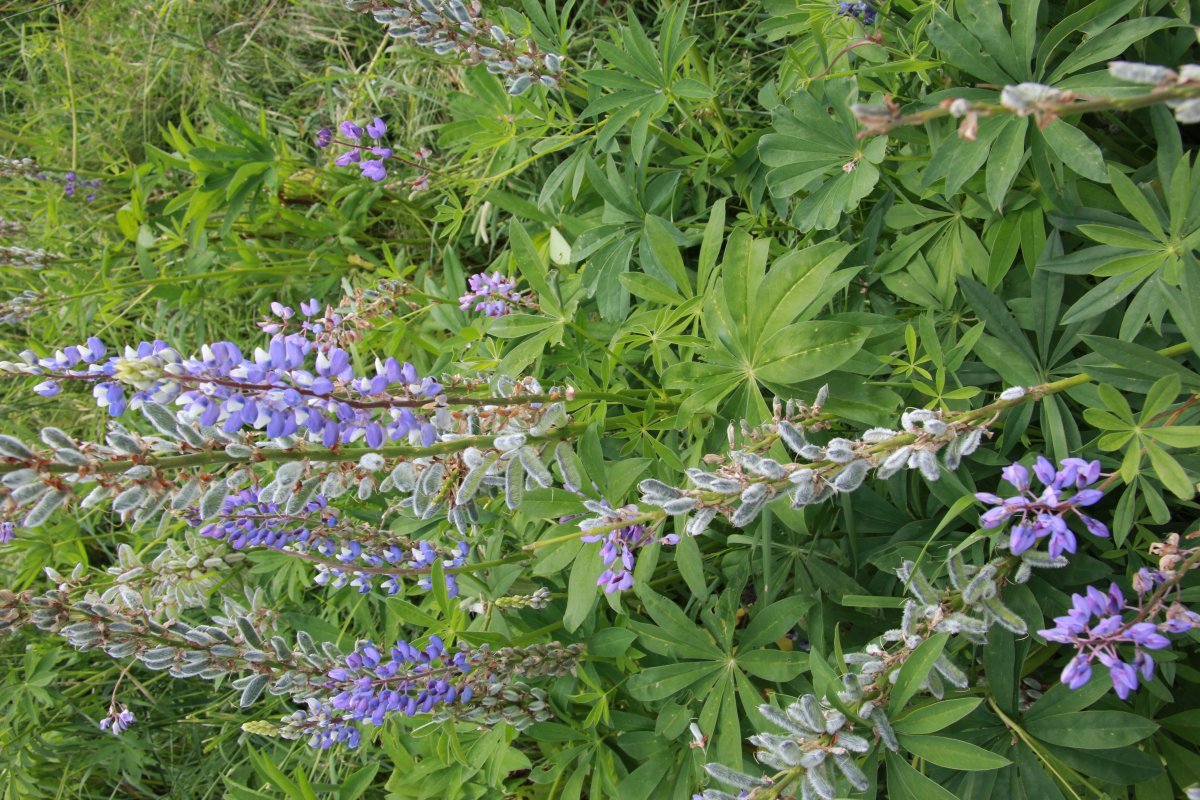 Люпин Blue - фото 8