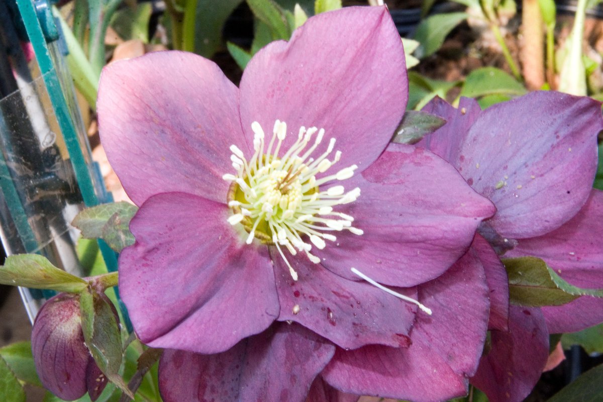 Морозник восточный Ред Леди