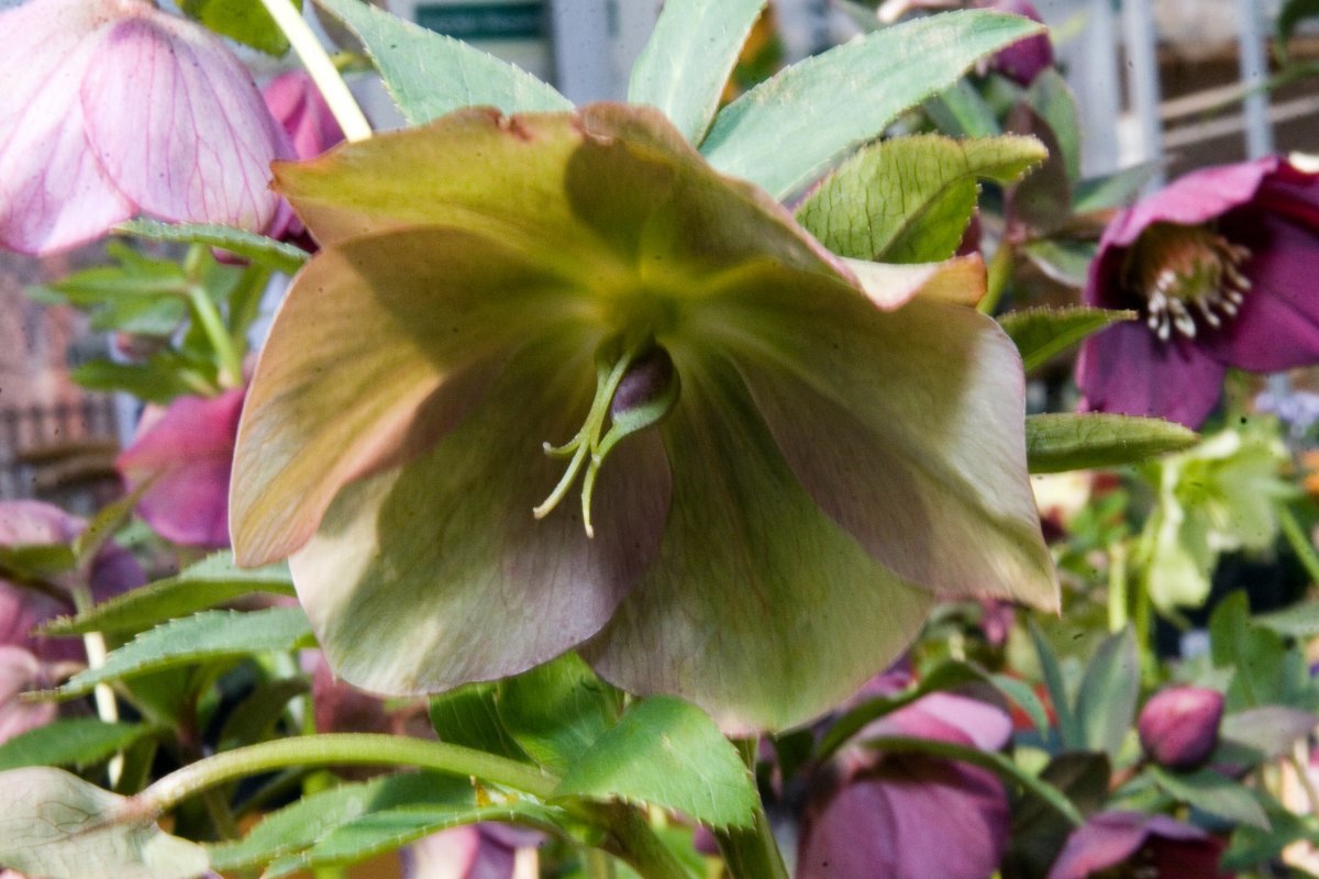 Морозник восточный Ред Леди - фото 5