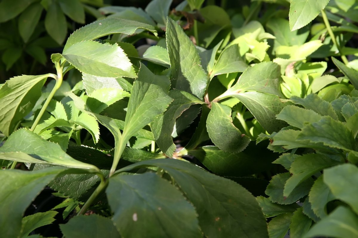 Морозник восточный Ред Леди - фото 3