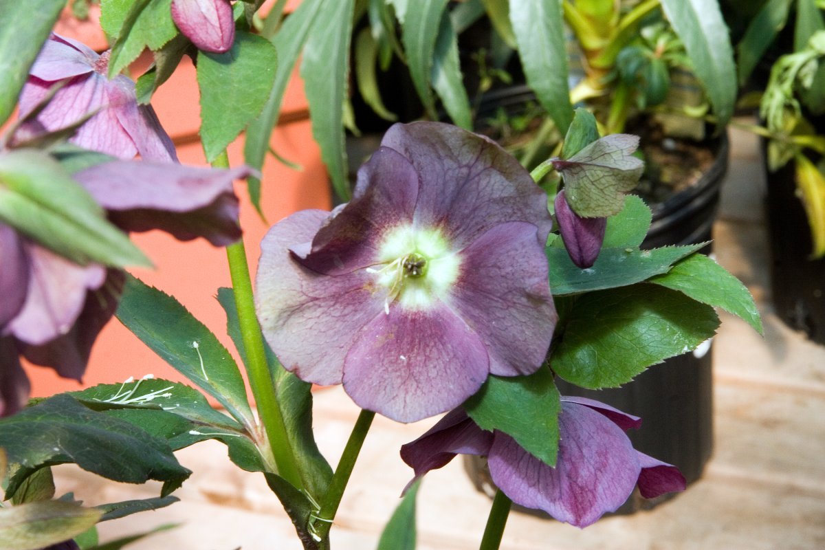 Морозник восточный Ред Леди - фото 7