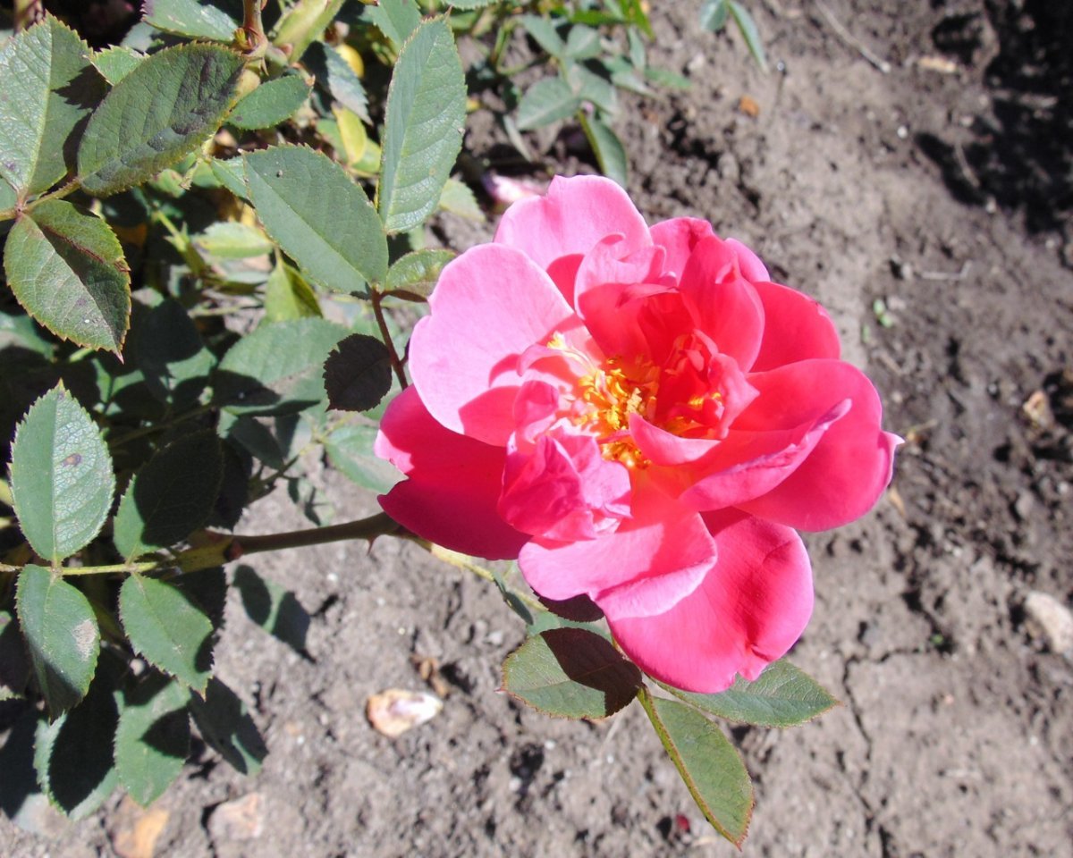 Роза Де Монтервиль канадская парковая