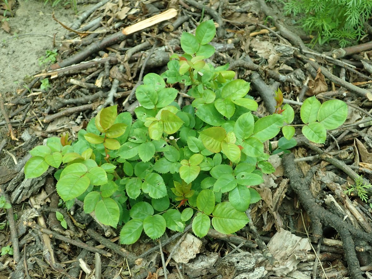 Роза Аскот чайно-гибридная - фото 5