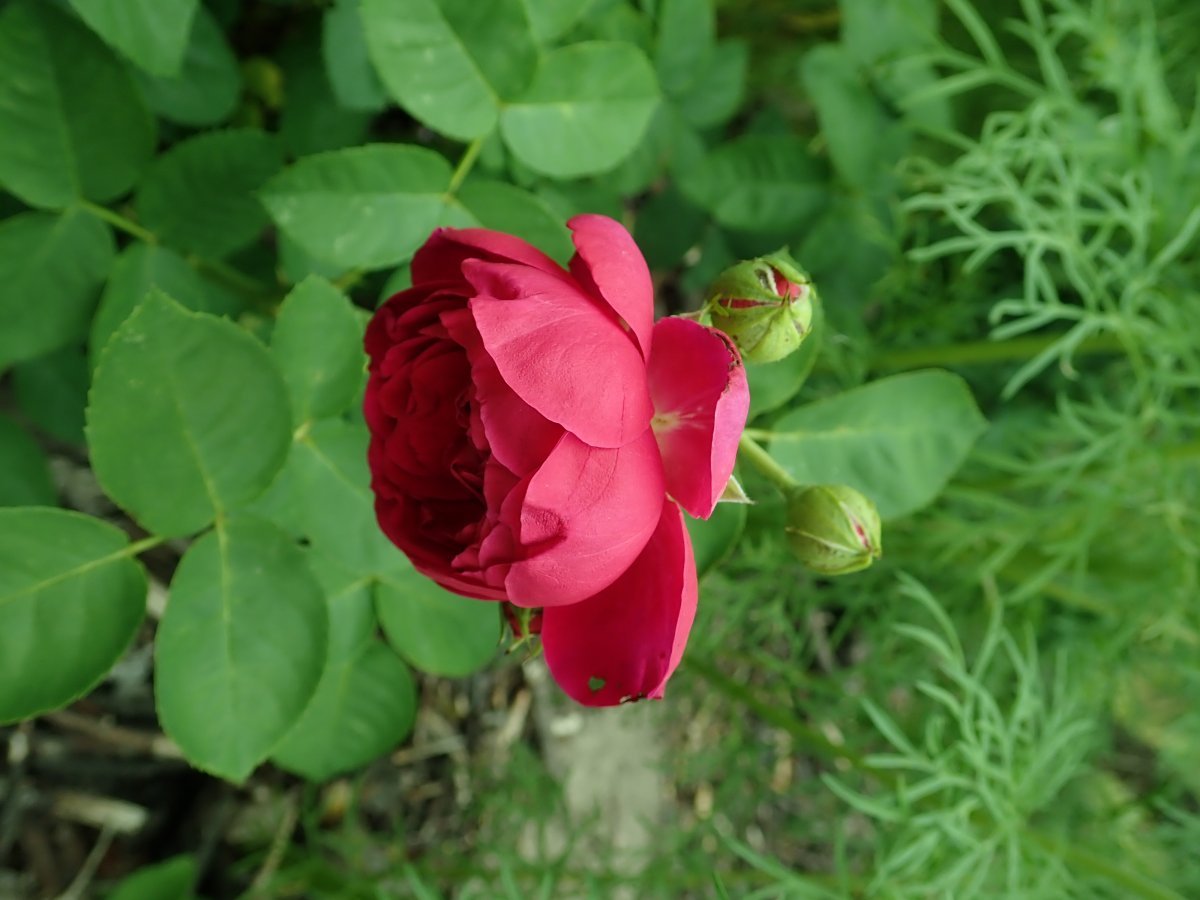 Роза Аскот чайно-гибридная - фото 8