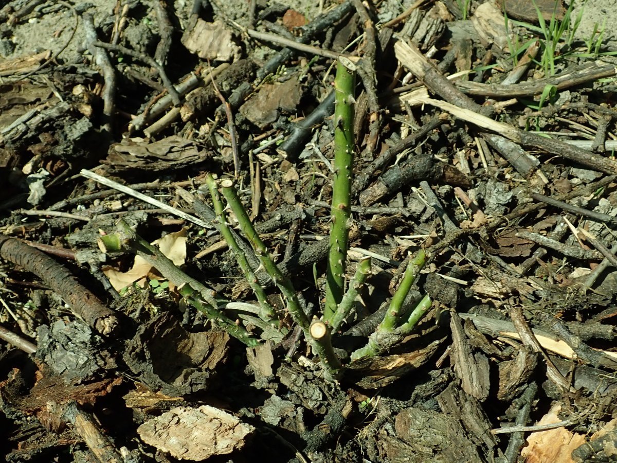 Роза Аскот чайно-гибридная - фото 2
