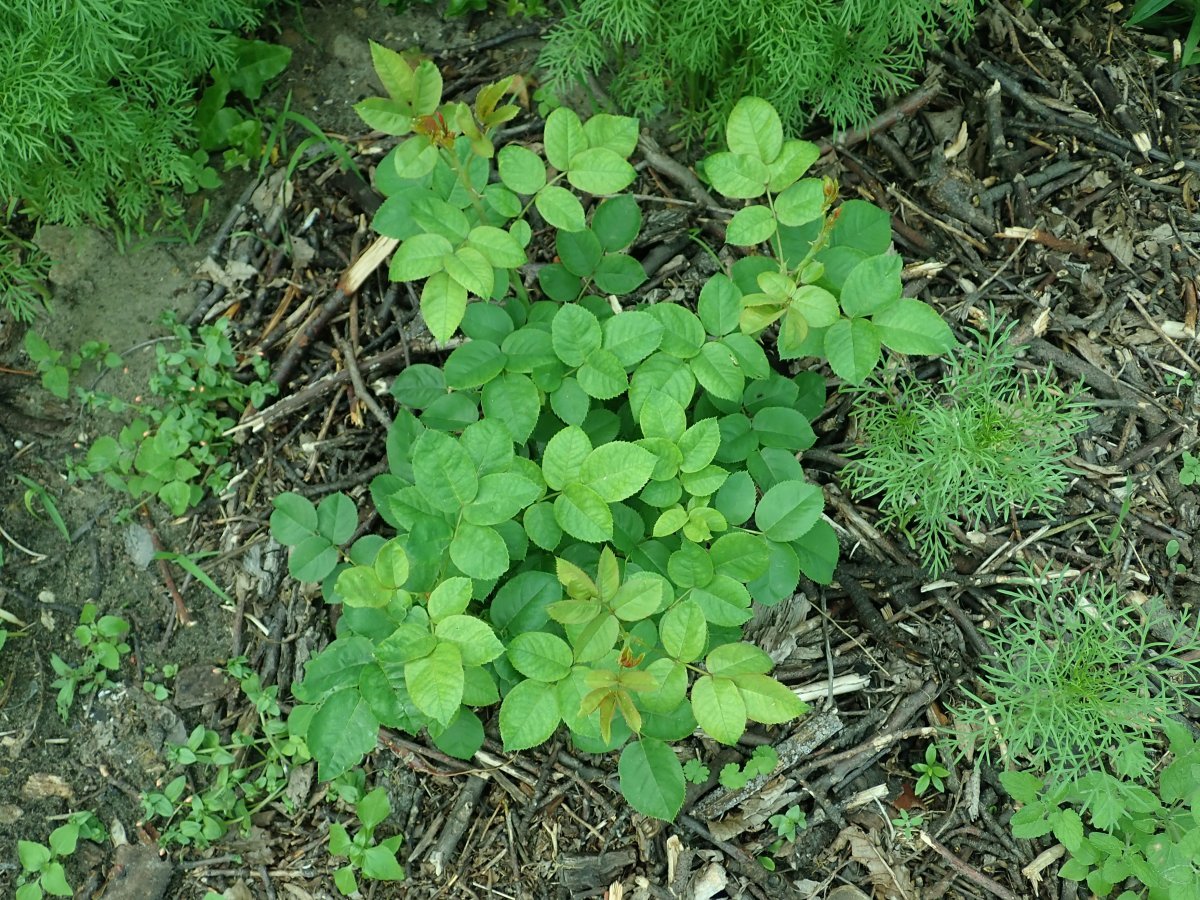 Роза Аскот чайно-гибридная - фото 6