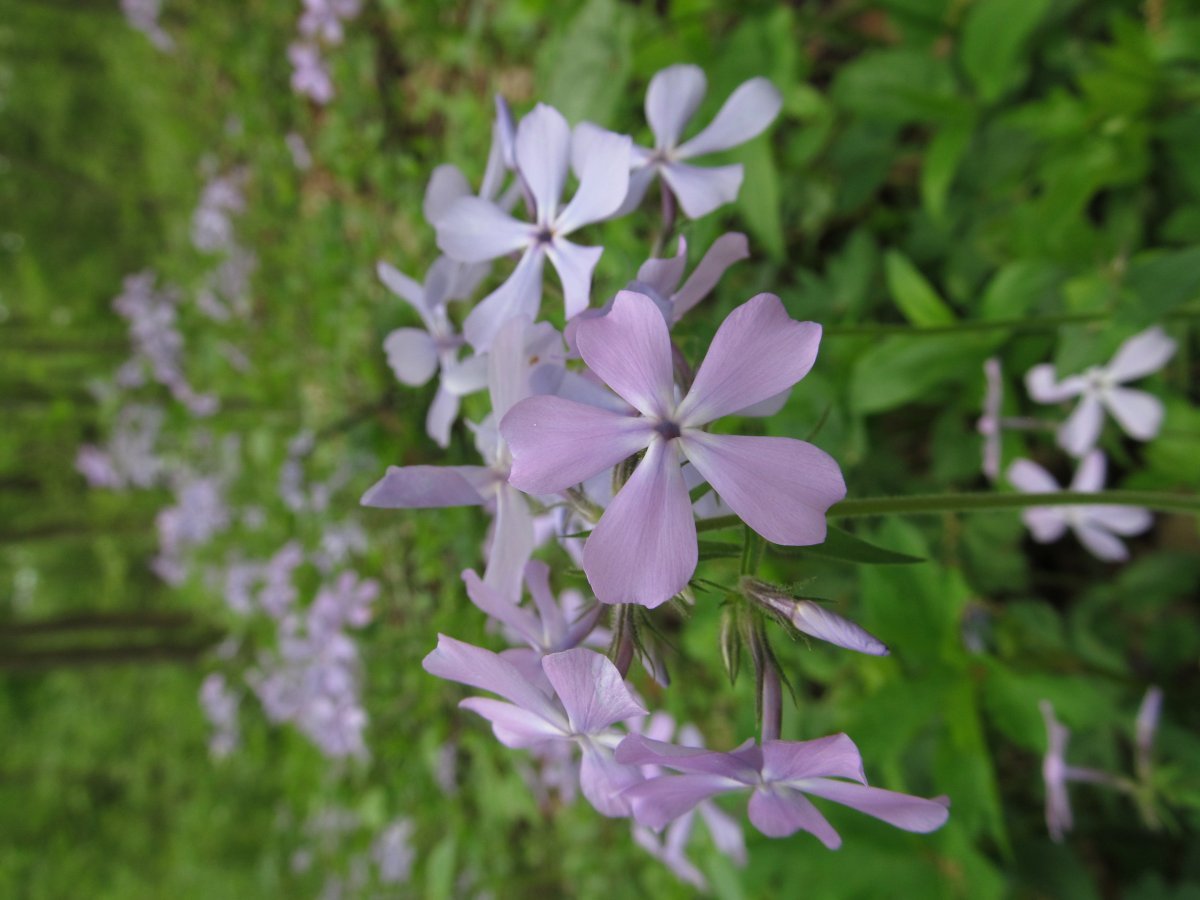 Флокс растопыренный голубой - фото 5