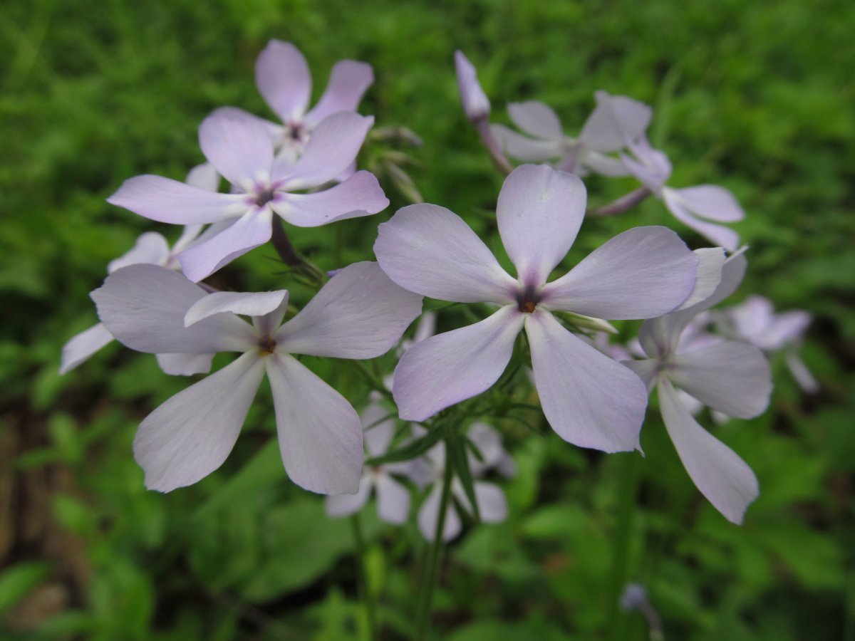 Флокс растопыренный голубой - фото 3