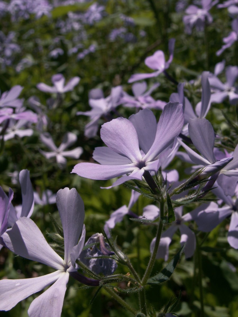 Флокс растопыренный голубой - фото 8