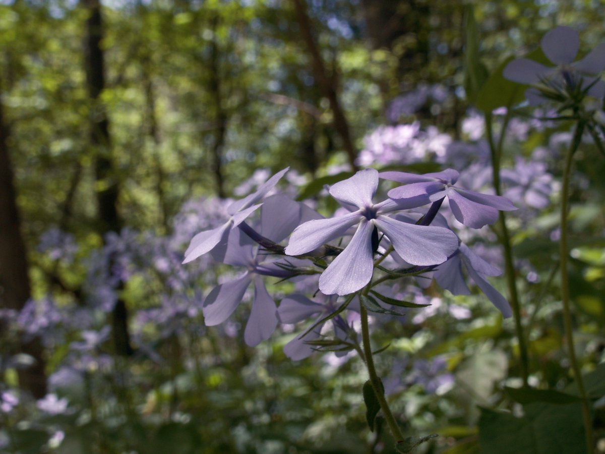 Флокс растопыренный голубой - фото 9
