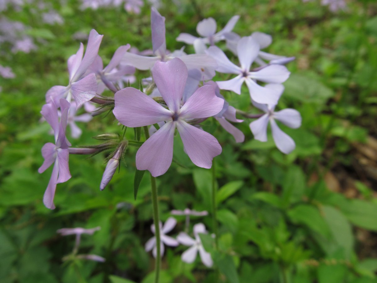 Флокс растопыренный голубой - фото 4