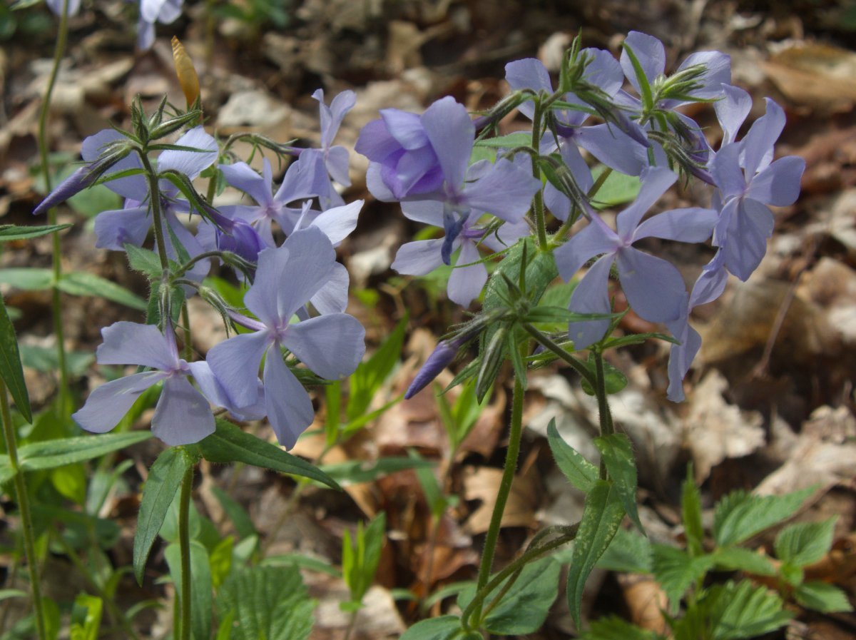 Флокс растопыренный голубой - фото 7