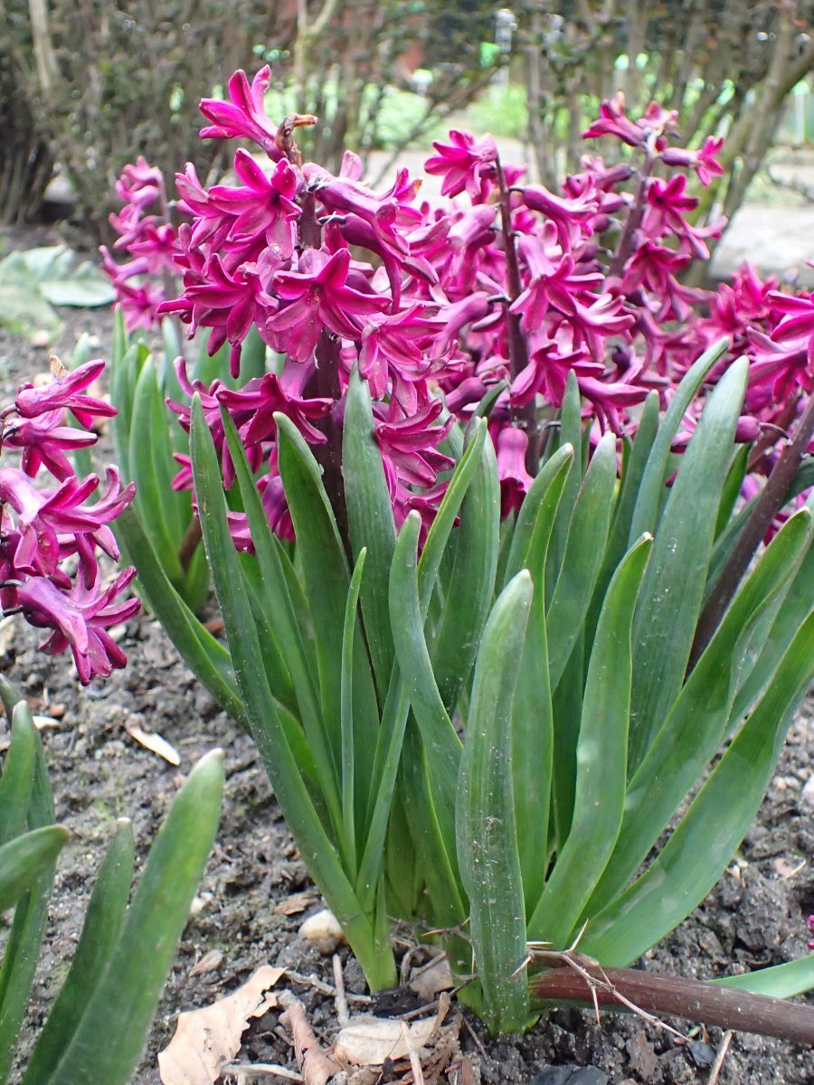 Гиацинт Вудсток - фото 8