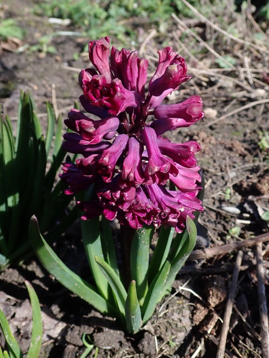 Гиацинт Вудсток - фото 10