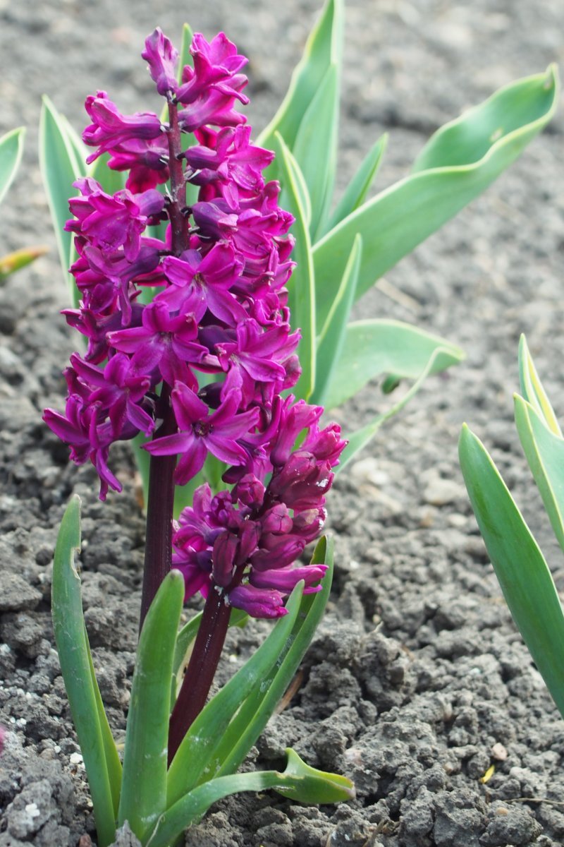 Гиацинт Вудсток - фото 2