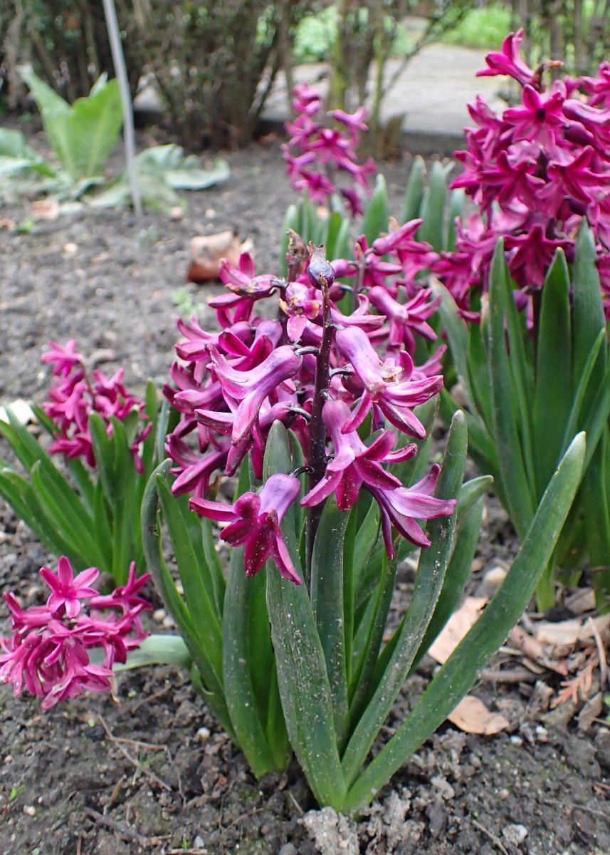 Гиацинт Вудсток - фото 9