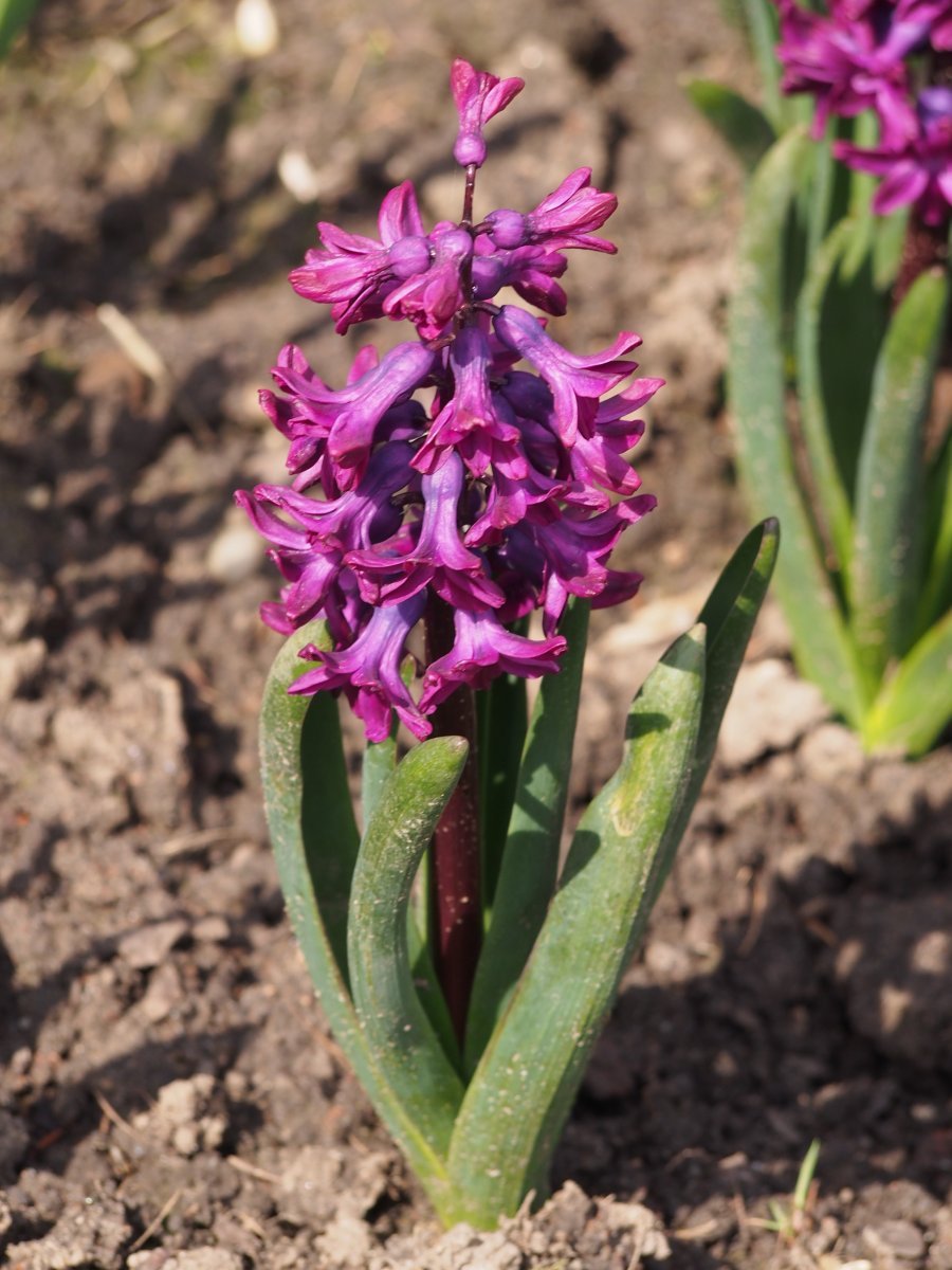 Гиацинт Вудсток - фото 6