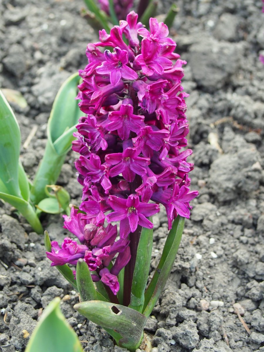 Гиацинт Вудсток - фото 4