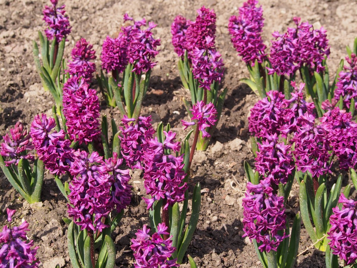 Гиацинт Вудсток - фото 5