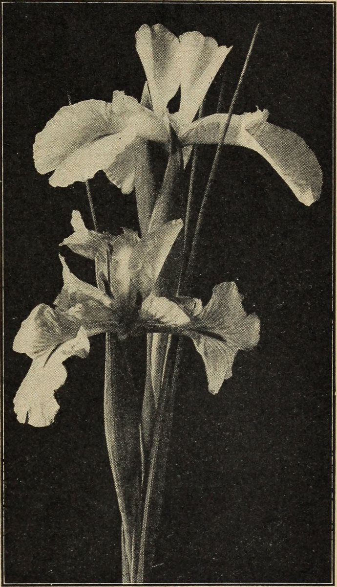 Иксия Микс - фото 2