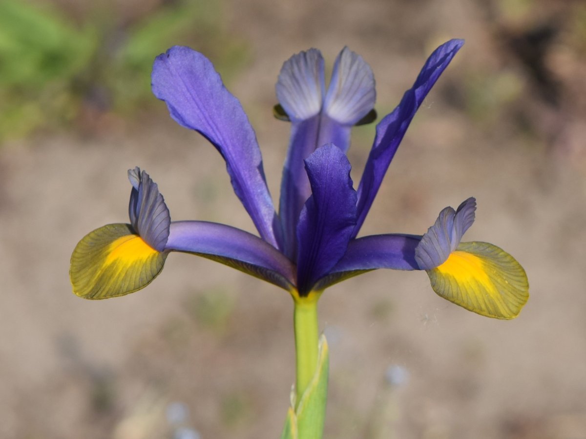 Ирис Блю - фото 10