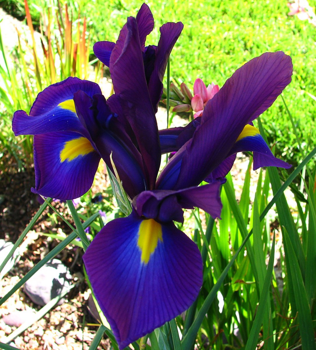 Ирис Блю - фото 2