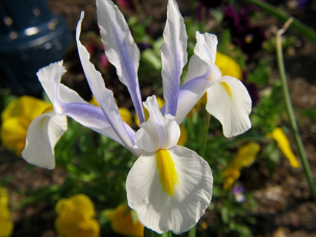 Ирис Блю - фото 5