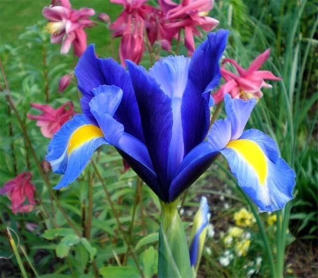 Ирис Блю - фото 3